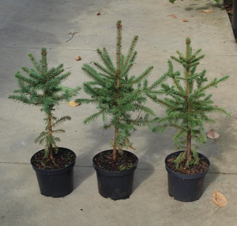Świerk srebrny picea glauca małe drzewko w doniczce - obrazek 2