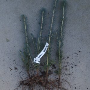 Świerk srebrny Picea glauca gk 100szt