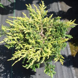 Jałowiec pospolity juniperus communis Goldschatz