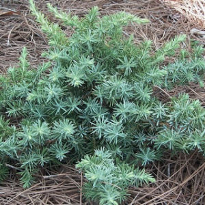 Jałowiec nadbrzeżny juniperus Silver Mist
