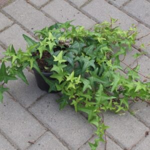 Bluszcz Sagittifolia zielony hedera,strzałkowy