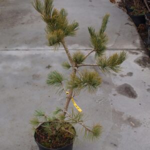 Sosna giętka Pinus flexilis małe drzewko w doniczce