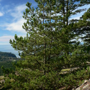 Sosna wydmowa Pinus contorta siewki kopane z gruntu