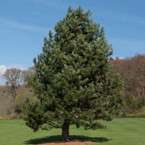 Sosna czarna Pinus nigra siewki kopane z gruntu