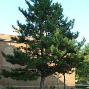 Sosna czarna Pinus nigra austriacka siewki kopane z gruntu
