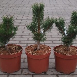 Pinus nigra sosna czarna Oregon Green