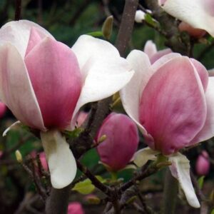 Magnolia soulangeana Cameo