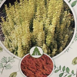 Berberys thunbergii na nodze w odm. "Maria"