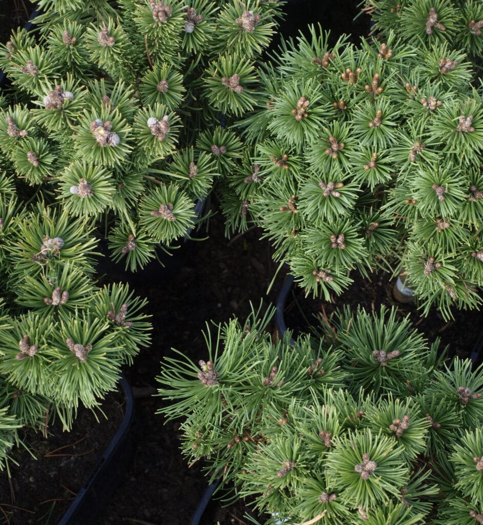 Drzewa i krzewy iglaste