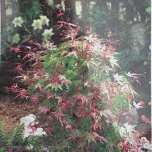 Klon palmowy w odm. 'Phoenix'