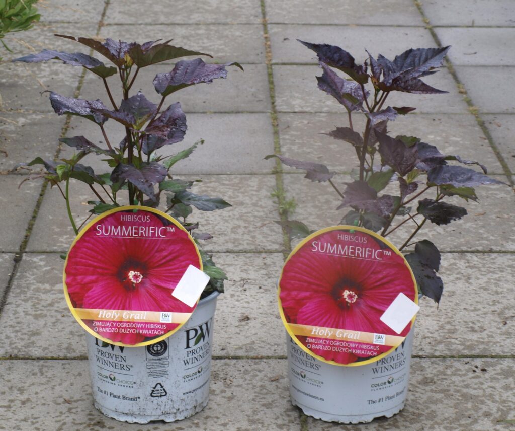 hibiskus sadzonka ciemnoczerwony kwiat ketmia