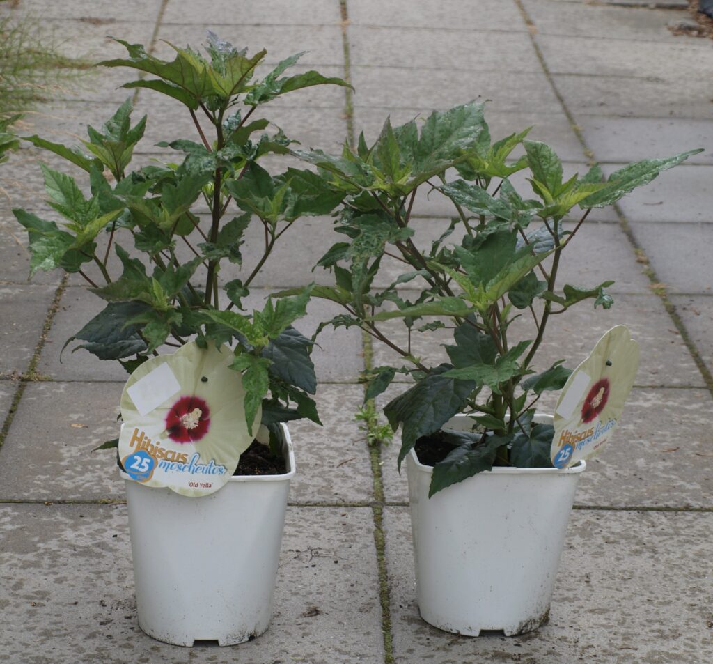 hibiskus sadzonka kremowo-ż&oacute;łty kwiat