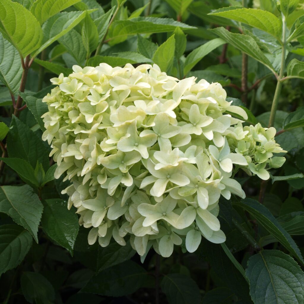 Drzewa i krzewy liściaste