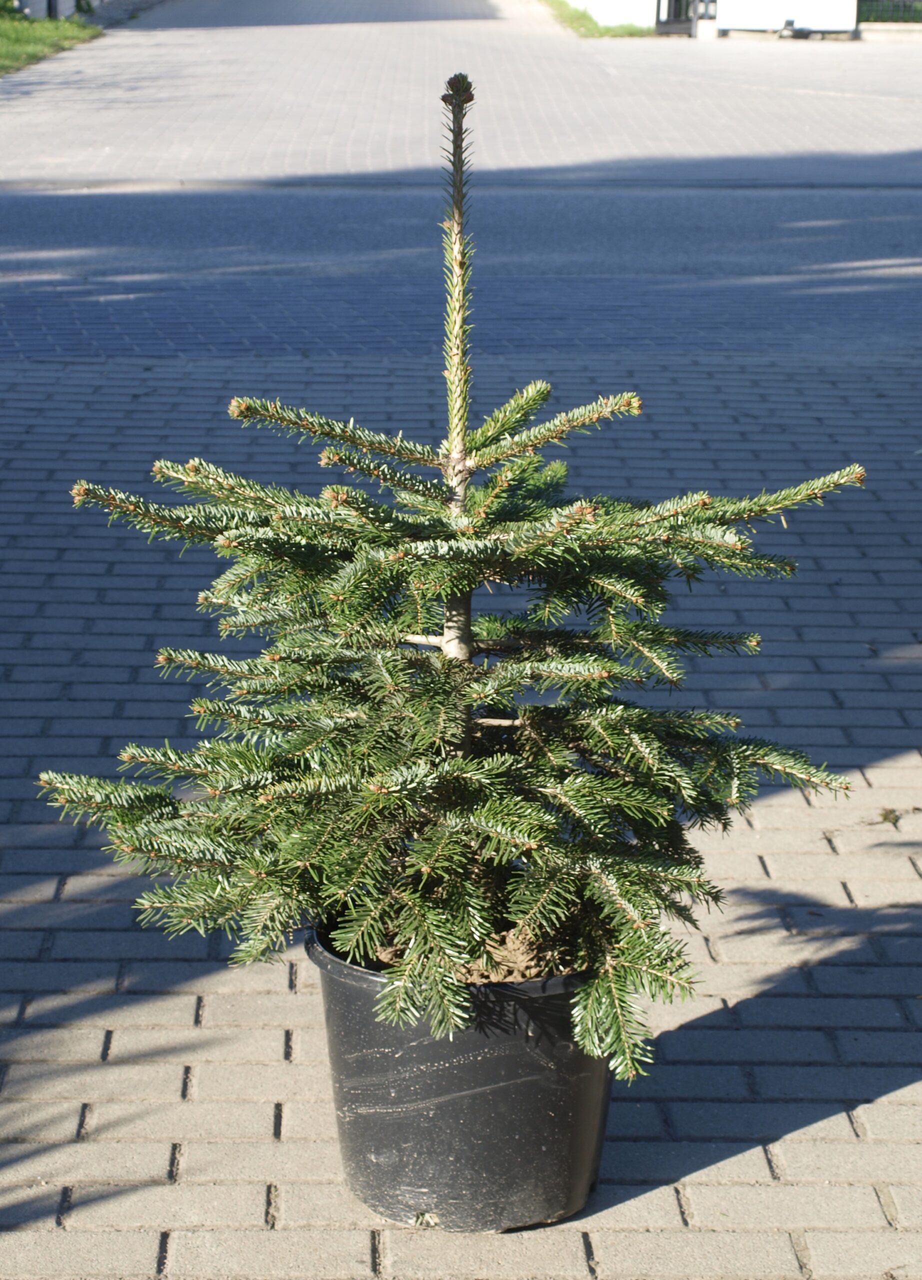 choinka na święta