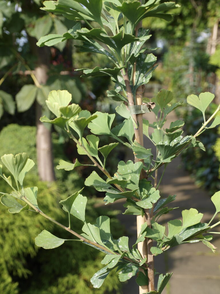 ginko biloba