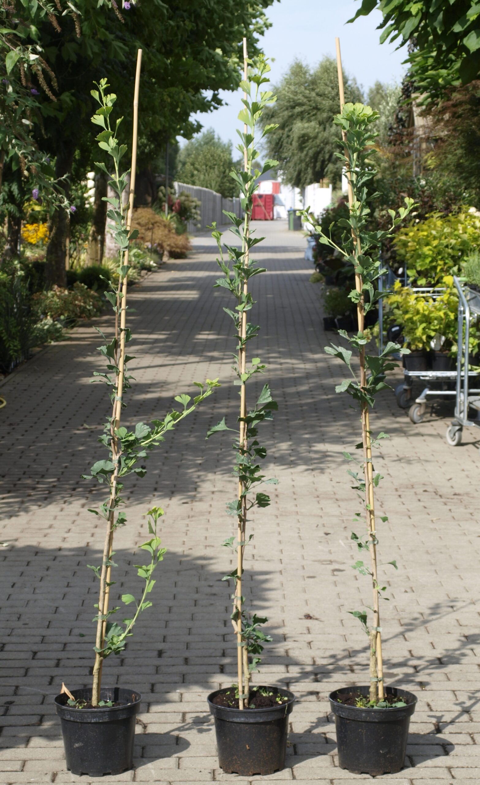 ginko biloba