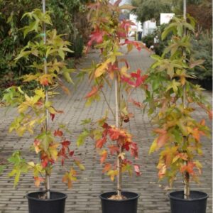 Ambrowiec amerykański 'Slender Silhouette' wąska kolumna