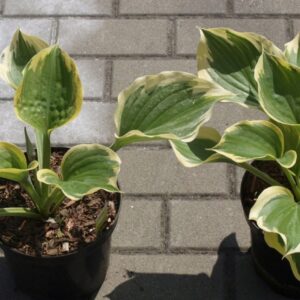 Funkia Hosta "Liberty"