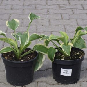 Funkia Hosta "Wide Brim"