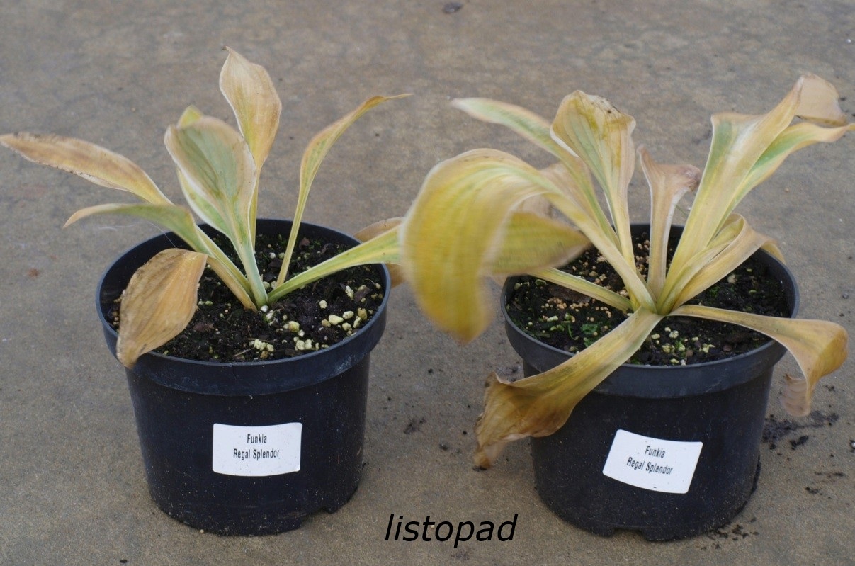 Funkia Hosta "Regal Splendor" - obrazek 3