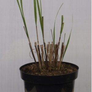 Miskant chiński 'Graziella' w doniczce