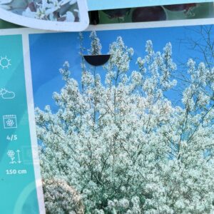 Amelanchier Świdośliwa lamarcka wielopienna