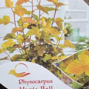 Pęcherznica kalinolistna 'Magic Ball' na pniu