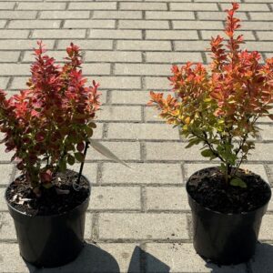 Berberys odm. Orange Ice