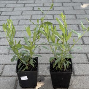 Gaura Rosy Jane w doniczce