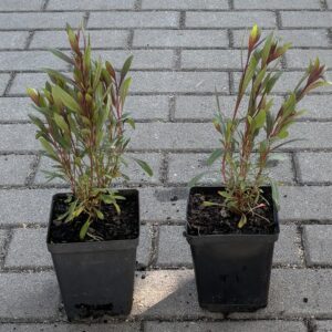 Gaura Siskiyou Pink w doniczce