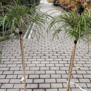 Thuja Whipcord na nodze